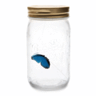 Electronic Butterfly in a Jar from ThinkGeek – $19.99